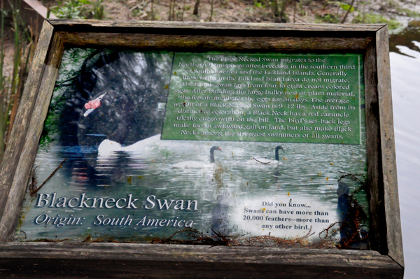 sign about the Black Neck Swans